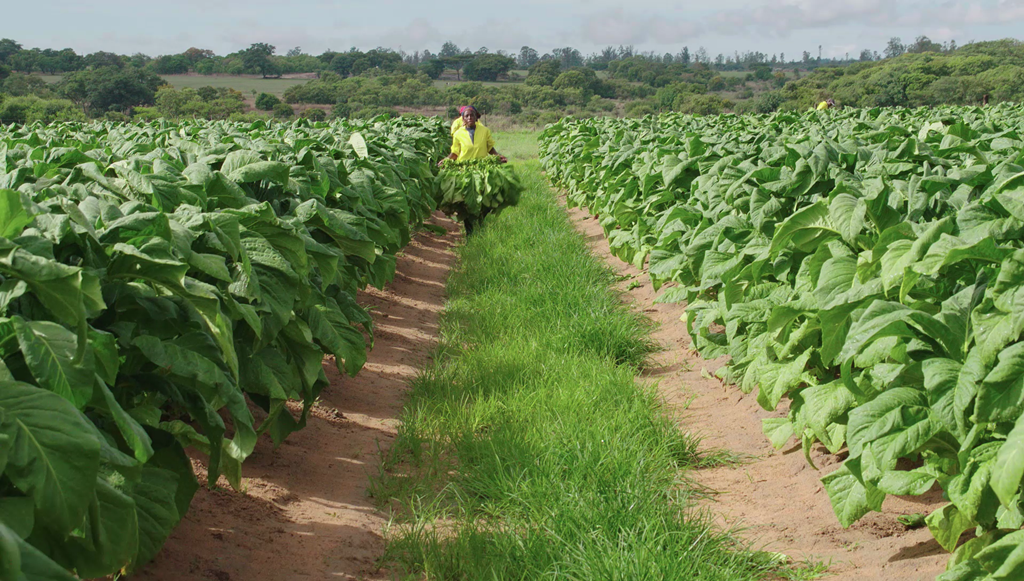 northern tobacco zimbabwe Northern Tobacco Overview